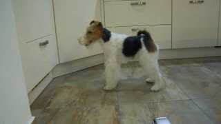 Foxterrier vs Katze fox terrier vs cat [upl. by Terb]