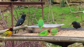 Feeding station in the African Aviary at Bioparc de DouélaFontaine [upl. by Artemla172]