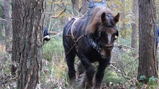 Draft horses for ecological forest management [upl. by Teryn]