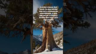 Guarding Methuselah The 5000YearOld Bristlecone Pine Hidden in the US [upl. by Haugen610]