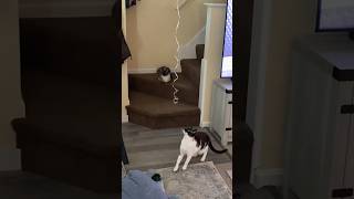 Our kitty cats scared of there birthday 🎈 snowshoecat cat kitten siamese [upl. by Malti]