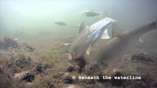 Dace Leuciscus leiusceus Underwater UK [upl. by Namrac]