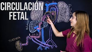 Circulación Fetal ¡Fácil explicación Todo lo que tienes que saber  Mentes Médicas [upl. by Anairuy]