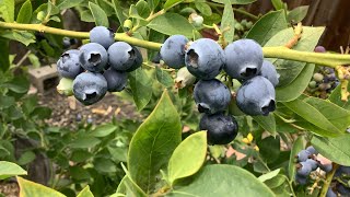 十种盆栽蓝莓果实的比较 Ten Blueberry Varieties Fruit Comparison in Containers [upl. by Mourant829]