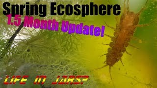 HUGE Spring Ecosphere update  SO MANY MYSTERIES [upl. by Broddie]