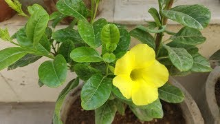 How To Grow amp Care Allamanda Plant  Golden Trumpet in Pots  Allamanda Plant Care [upl. by Olnton]