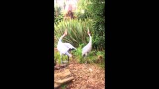 Brolga trumpeting [upl. by Anatole]