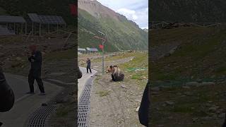 Encountering a brown bear on the road in Tibet China 在中国西藏的马路上偶遇一头棕熊 [upl. by Ainyt]