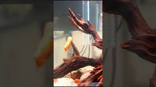 Why You NEED The Kuhli Loach aquariumfish fishtank fishkeeper aquariums fish shorts [upl. by Gnilsia]