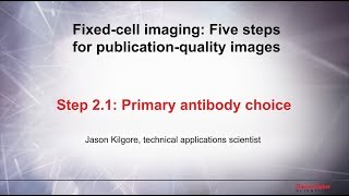 21 Primary antibody choice–Fixed cell imaging 5 steps for publicationquality images [upl. by Yadnil]