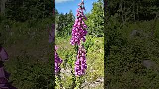 Foxgloves Hirsel windy conditions [upl. by Rombert949]