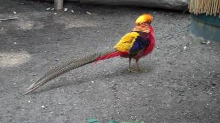 Golden Pheasant Goldfasan Chrysolophus pictus [upl. by Neroled448]