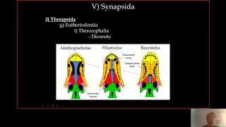 6 Eutheriodontia [upl. by Herstein]