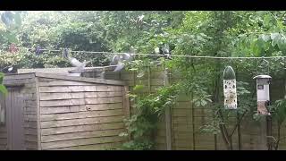 Wood Pigeons fighting [upl. by Melisande]