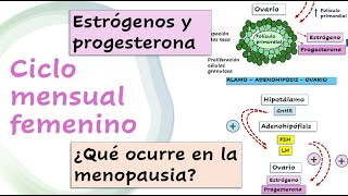 Ciclo mensual femenino estrógeno progesterona ¿Qué ocurre en la menopausia [upl. by Anirac288]