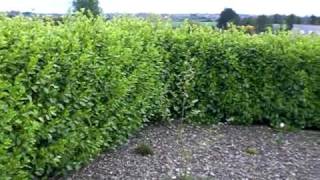 Griselinia littoralis Hedging Video From Hylands Nursery [upl. by Cordi326]