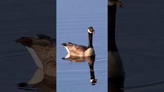 The Most Happy Canada Geese Sounds Youll Ever Hear [upl. by Hamon]