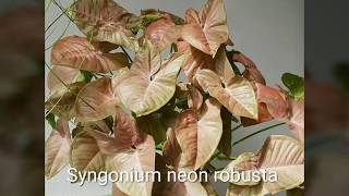 Syngonium or Arrowhead vine plant varieties [upl. by Shepp527]