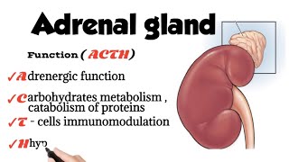 adrenal gland anatomy physiology and pathology [upl. by Nednil]