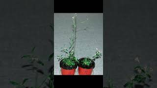 Scientists have revived a plant buried in Siberian permafrost  This plant is 32000 years old [upl. by Stalker]