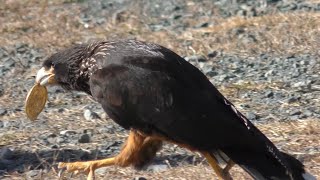 フォークランドカラカラ ディアちゃん 走り回ります 【掛川花鳥園】Striated caracara Dearchan Kakegawa Garden [upl. by Milman]