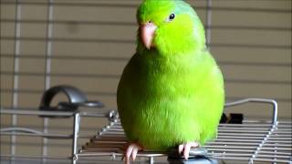 Valentino the Singing Parrotlet [upl. by Terrill509]