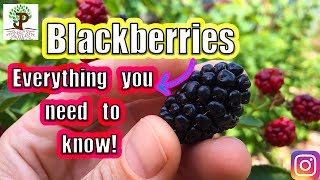 BLACKBERRIES Everything You Need To Know [upl. by Stacee60]