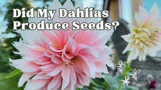 Dahlia Flower Seed Collection End of Season Experiment [upl. by Mahla]