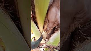 Coconut wine making first Step for beginners nativewine [upl. by Nnylahs]