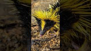 Streaked Tenrec 🦔 Unique Rare Animal from Madagascar [upl. by Roinuj]