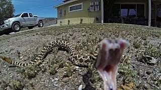 Rattlesnake Strike in 480 fps Slow Motion [upl. by Kellsie]