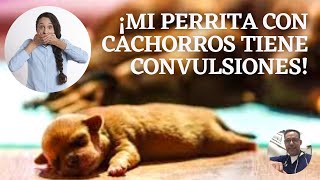 CONVULSIONES EN PERRAS CON CACHORROS RECIÉN NACIDOS [upl. by Wauters]