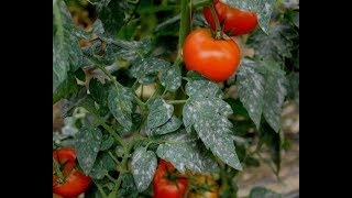 Identifier et traiter les maladiesravageurs et carences de la culture de tomate1 [upl. by Klarrisa]