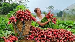 Duong harvests mutant radishes and brings them to the market to sell  Preserving vegetables [upl. by Barby]