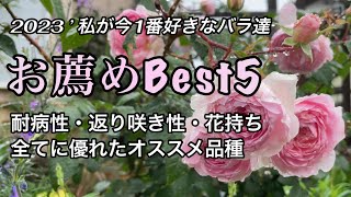 病気に強く・よく咲いて・花持ちが良いお薦めのバラ5選 [upl. by Janetta]