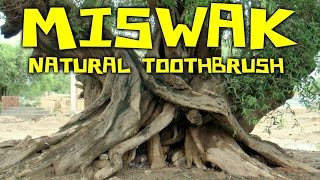 Miswak Sticks All Natural Toothbrush from Arak Root [upl. by Rochemont864]