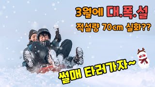 70cm적설량 대폭설 눈올땐 썰매타러가자고막주의비명주의ㅋㅋ3월 대관령 폭설heavy snowbeautiful scenery [upl. by Rehportsirhc]