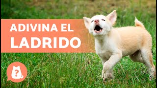 ADIVINA la RAZA de PERRO por el LADRIDO 🐶🔊 ¿Cuánto sabes de perros [upl. by Hgielak894]