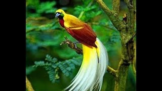 KICAU MASTER BURUNG CENDRAWASIH Cendrawasih BirdOfParadise Papua PecintaBurung [upl. by Jinny]