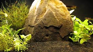 Freeing Up Tank for Killifish Breeding 92224 [upl. by Veradia]