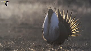 The Sagebrush Sea Behind the Scenes at a SageGrouse Display Lek [upl. by Asiole]