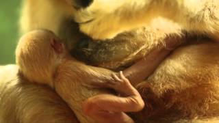 Lincoln Park Zoo Welcomes Rare WhiteCheeked Gibbon Baby [upl. by Ozen220]