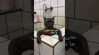 قطوس معصب 😂  دبلجةمضحكة ضحك اكسبلور السعودية mykingo كوميديا funny دوبلاج قطط cat [upl. by Jilleen]