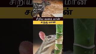 சருகு மான்  INDIAN CHEVROTAIN  SHORTS [upl. by Aridnere]