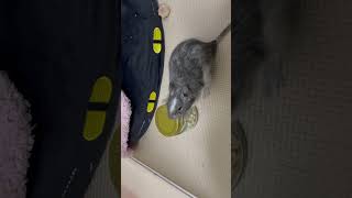 【デグー】新しい家族のわらびちゃんです😆デグー 小動物 ペット [upl. by Osnofledi]