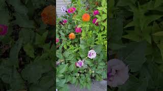 Late Summer Blooms in Northeastern Zone 67 Double Purple Datura [upl. by Hankins]