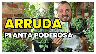 Os segredos para cultivar ARRUDA que ninguém te contou [upl. by Katlin]