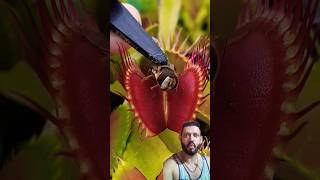 Venus Fly Trap is Scary AF shorts nature [upl. by Seuqcaj859]