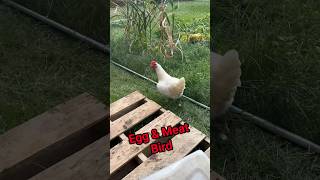 American Bresse Chickens Egg and meat Bird chickens poultry homestead [upl. by Nrevel]