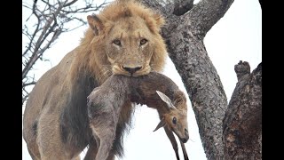 Giant male lion climbs tree and steals duiker kill from a leopard short [upl. by Lilllie]